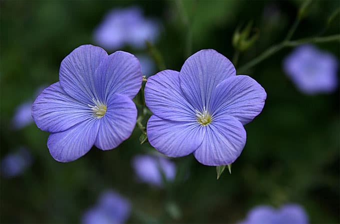 Linum narbonense